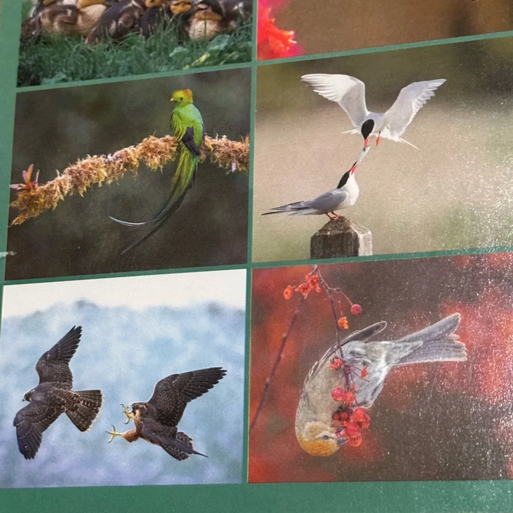 Audubon Society 2026 Protecting Birds & Nature 16 Month Calendar